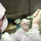 A University of Miami researcher injects dye into a mouse's eyeball "for the heck of it."